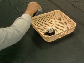 Panda toy placed inside the basket